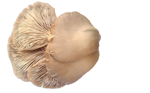 Hlíva ústřičná Pleurotus ostreatus — Stock fotografie