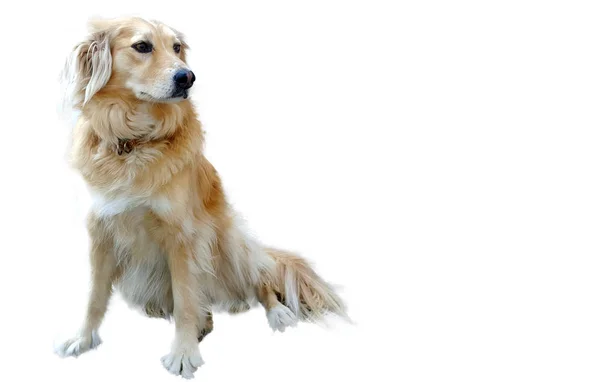 화이트에 아름 다운 개 — 스톡 사진