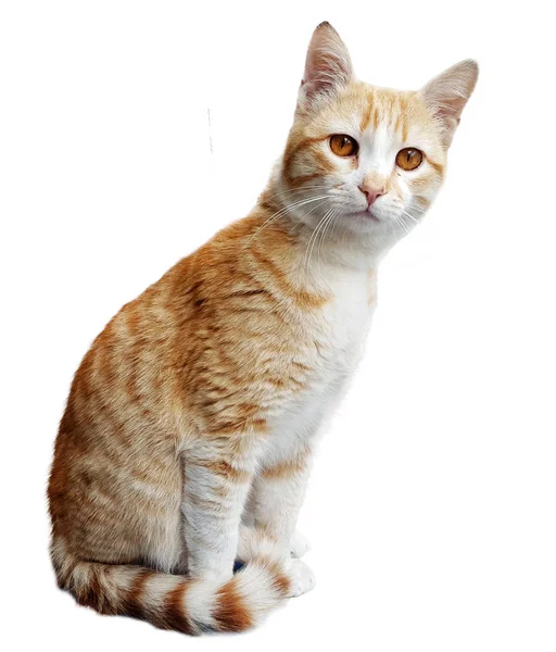 Ginger Cat em branco — Fotografia de Stock