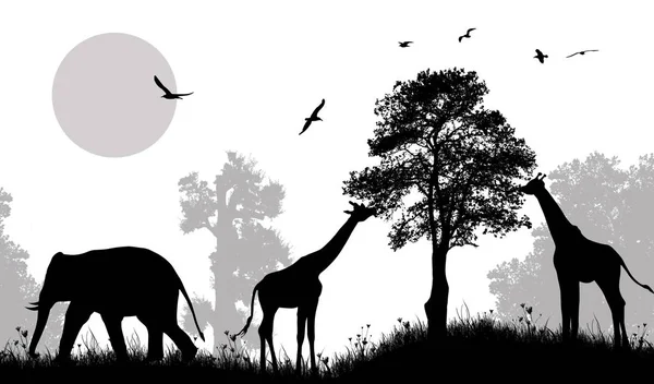 Safari wild animals silhouette — Stock Vector