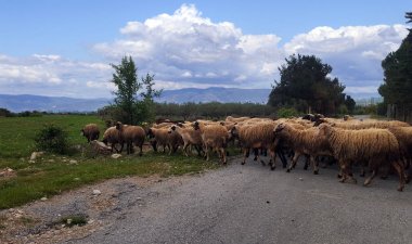 Koyun sürüsü güzel manzara üzerinde