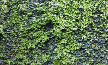 Bina bir sarmaşık kaplı