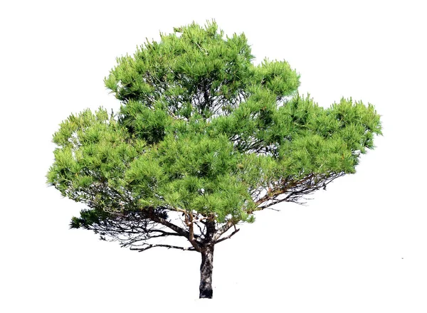 Enda träd med gröna blad — Stockfoto