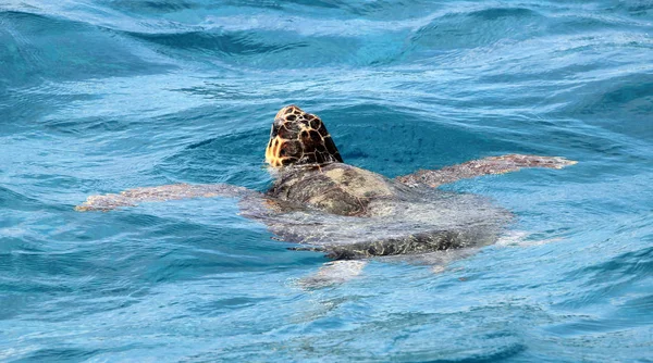 Caretta Caretta sea turtle on  Zakynthos island — Stock Photo, Image