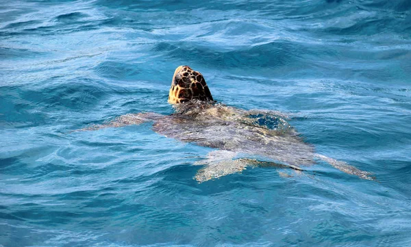 Caretta Caretta sea turtle on  Zakynthos island — Stock Photo, Image