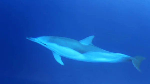 Divoké plavání s delfíny — Stock fotografie
