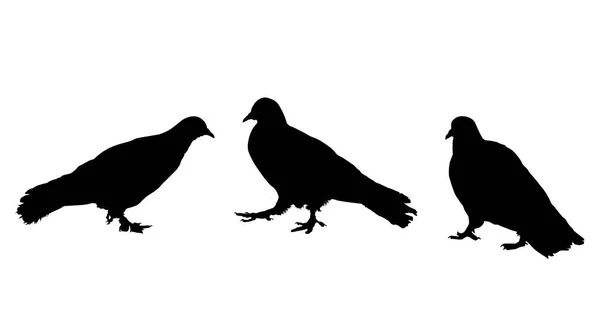 Silhouette de pigeons sur blanc — Image vectorielle