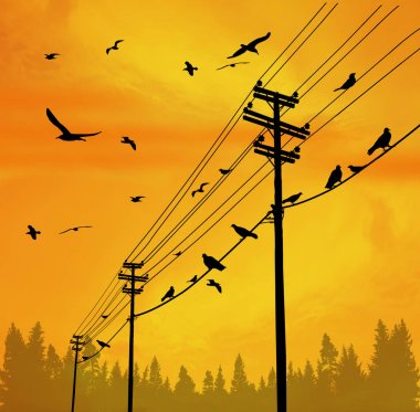 Tel üzerinde kuşlar ile elektrik direkleri