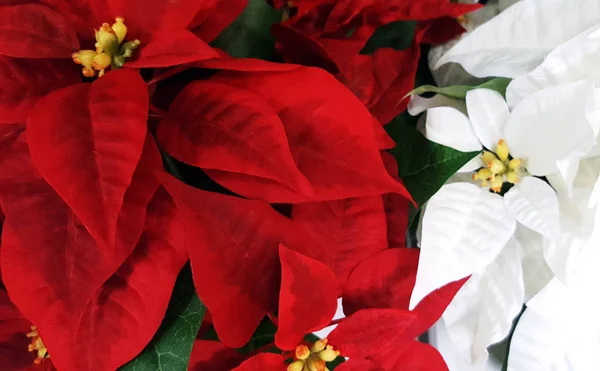 Fondo de Navidad con flores poinsettias rojas y blancas —  Fotos de Stock