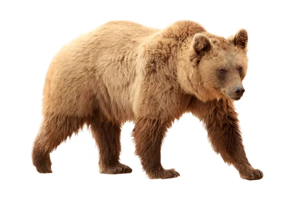 Orso bruno su sfondo bianco — Foto Stock