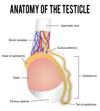 Testis anatomisi