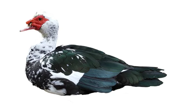 Pato moscovita o pato bárbaro sobre fondo blanco — Foto de Stock