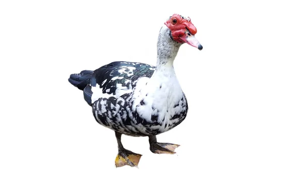Moskauer Ente oder Berberente auf weißem Hintergrund — Stockfoto