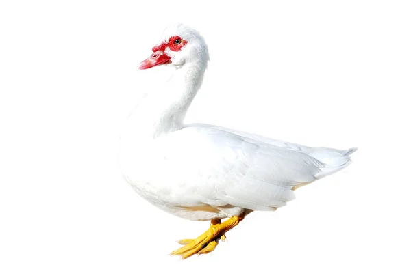 Белая утка на белом фоне — стоковое фото
