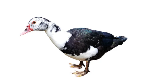 Beyaz arkaplanda ördek — Stok fotoğraf