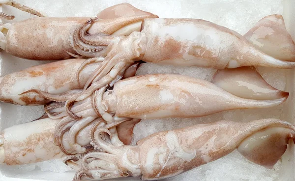 Calamares frescos en el mercado —  Fotos de Stock