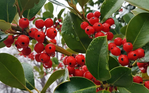 Rama de acebo con bayas rojas con gotas de agua —  Fotos de Stock