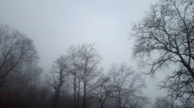 Sisin içindeki sisli orman