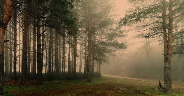 Forêt mystique incroyable avec brouillard — Photo