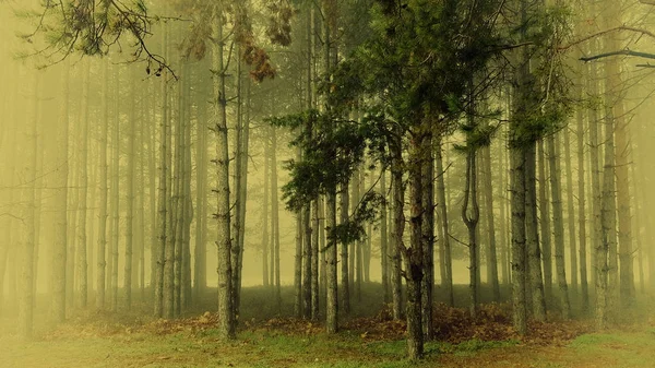 Floresta mística incrível com nevoeiro — Fotografia de Stock