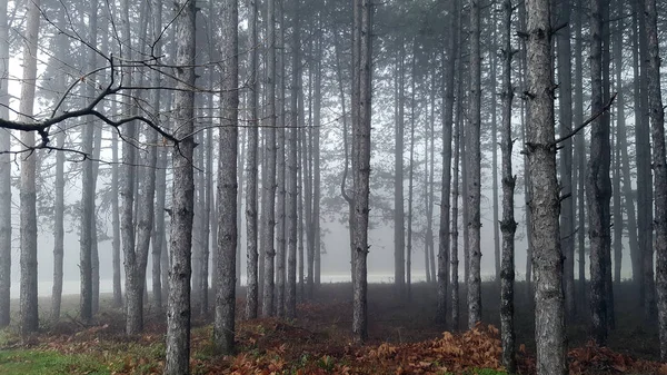 Floresta mística incrível com nevoeiro — Fotografia de Stock