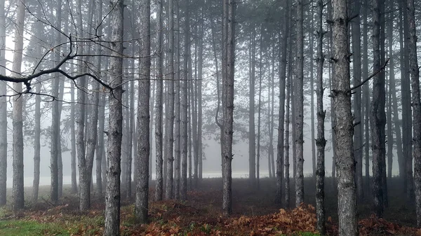 Forêt mystique incroyable avec brouillard — Photo