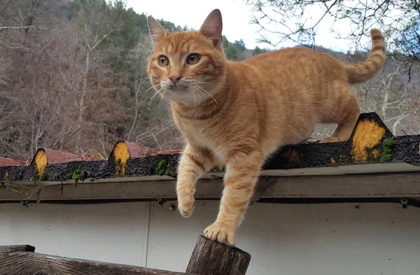 Ginger gato bajar de la azotea —  Fotos de Stock