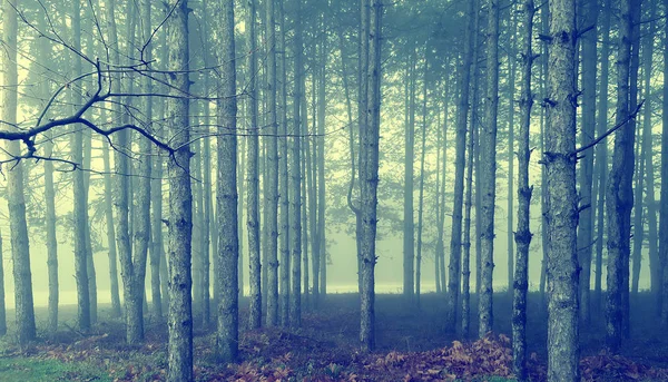 Forêt mystique incroyable avec brouillard — Photo