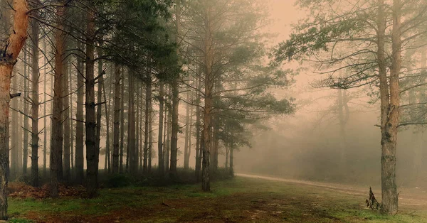 Floresta mística incrível com nevoeiro — Fotografia de Stock