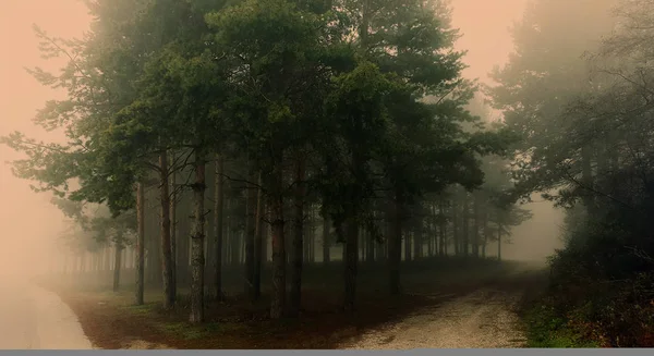 Forêt mystique incroyable avec brouillard — Photo