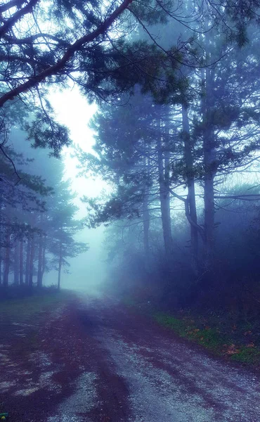 Floresta mística incrível com nevoeiro — Fotografia de Stock