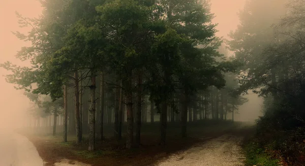 神奇的神秘森林与雾 — 图库照片