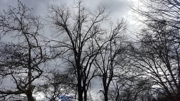 Γυμνά κλαδιά δέντρων κατά μπλε ουρανό — Φωτογραφία Αρχείου