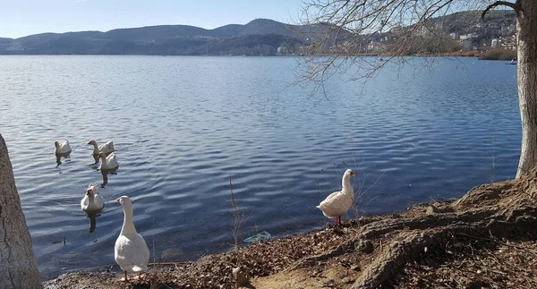 Fehér liba, a parton a tó Orestiada városban Kastoria, Görögország — Stock Fotó