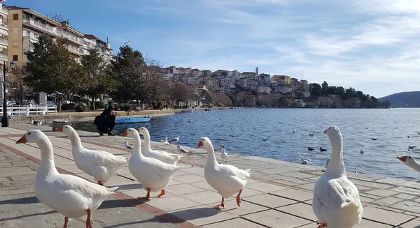 Witte ganzen voor de lake Orestiada in Kastoria stad, Griekenland — Stockfoto