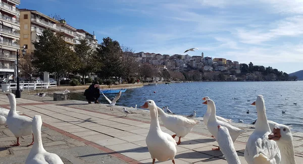 Witte ganzen voor de lake Orestiada in Kastoria stad, Griekenland — Stockfoto