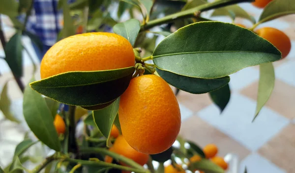 Kumquat fruits on the tree — Stock Photo, Image