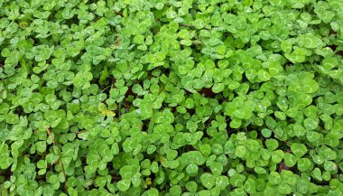 Yonca arka planda alan su damlaları ile