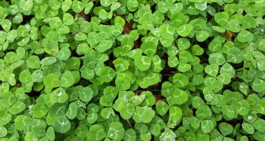 Yonca arka planda alan su damlaları ile