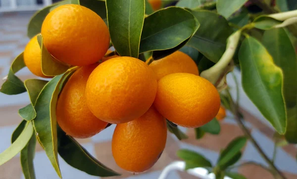 Kumquat fruits on the tree — Stock Photo, Image