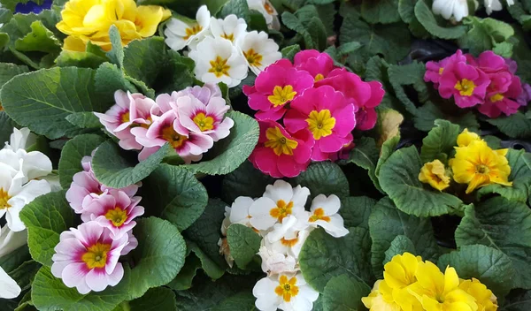 Fondo de flores perennes de onagra o primula — Foto de Stock