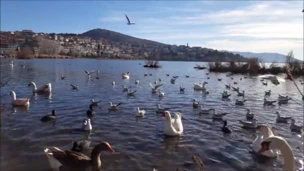 Gänse Schwäne Und Möwen Schwimmen Auf Dem Schönen See — Stockvideo