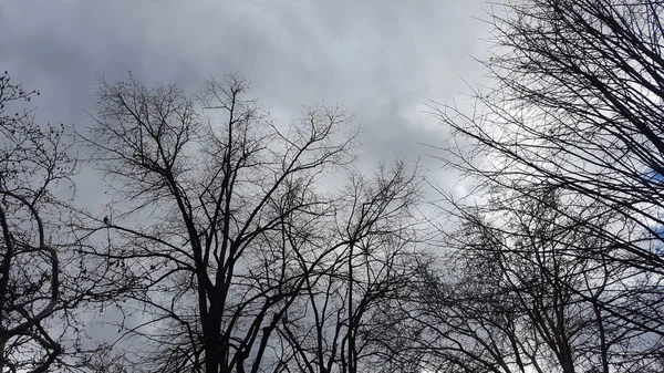 Branches nues d'un arbre contre ciel nuageux — Photo