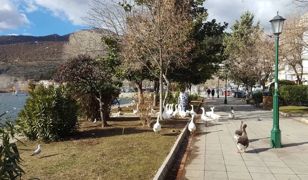 凯斯托里亚, 希腊-2018年1月18日。希腊卡斯托利亚镇奥雷斯蒂亚达湖边喂鹅的妇女 — 图库照片