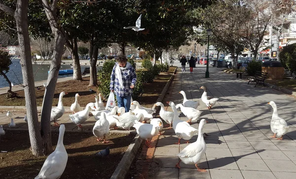 KASTORIA, GREECE- January 18, 2018. Woman feeding geese by the lake Orestiada in Kastoria town, Greece — Stock Photo, Image