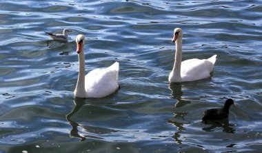 Güzel kuğular gölde bir. Romantik, mevsimlik kartpostal