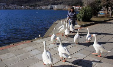 Kesriye, Yunanistan - 19 Ocak 2018. Kadın kaz Gölü ORESTIADA Kastoria kasabasında, Yunanistan tarafından besleme