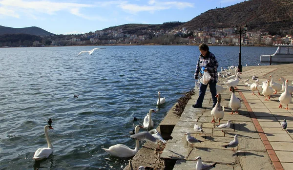 KASTORIA, GRECIA - 19 de enero de 2018. Mujer alimentando gansos junto al lago Orestiada en la ciudad de Kastoria, Grecia — Foto de Stock