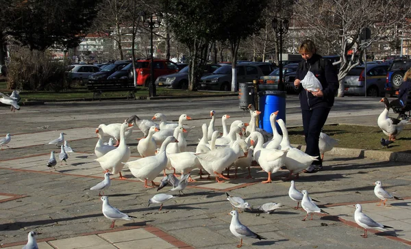 KASTORIA, GRECIA - 19 de enero de 2018. Mujer alimentando gansos junto al lago Orestiada en la ciudad de Kastoria, Grecia — Foto de Stock