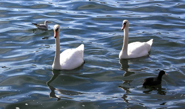 Gyönyörű hattyú a tóban. Romantikus, szezonális képeslap — Stock Fotó